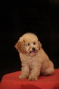 不能给泰迪熊犬吃什么