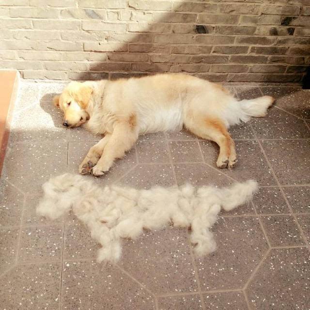 狗狗掉毛怎么办？可以吃鱼油吗？